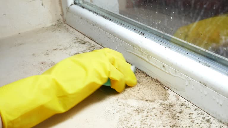 Best Mold Damage Restoration  in Vernon, WI